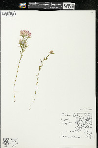 Polygala sanguinea image