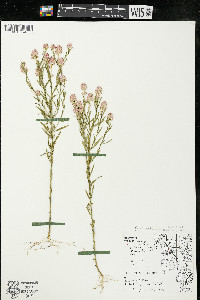 Polygala sanguinea image