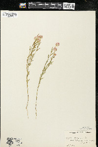 Polygala sanguinea image