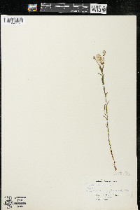 Polygala sanguinea image