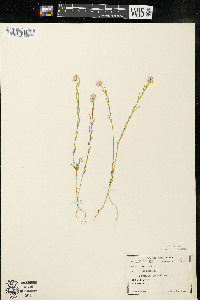 Polygala sanguinea image