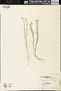 Polygala sanguinea image