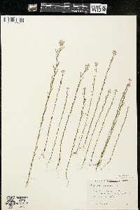 Polygala sanguinea image