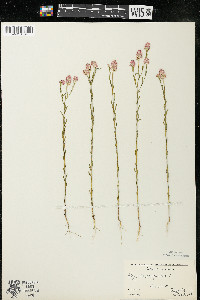 Polygala sanguinea image