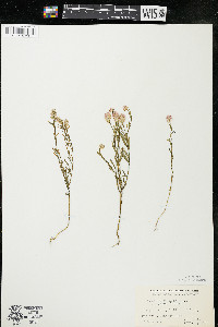 Polygala sanguinea image