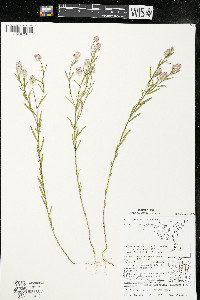 Polygala sanguinea image