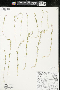 Polygala sanguinea image