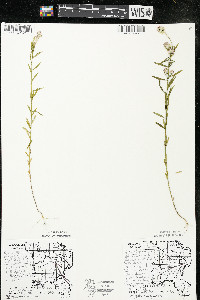 Polygala sanguinea image