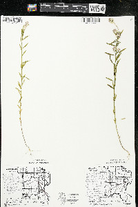 Polygala sanguinea image