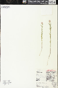 Polygala sanguinea image