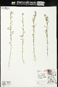 Polygala sanguinea image