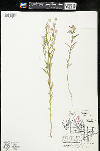 Polygala sanguinea image