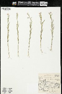 Polygala sanguinea image