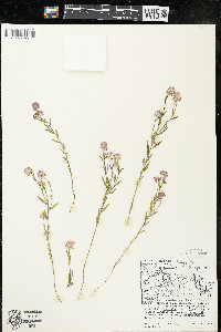 Polygala sanguinea image