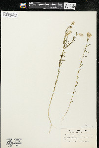 Polygala sanguinea image