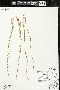 Polygala sanguinea image