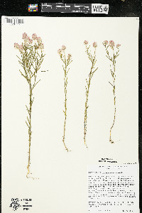 Polygala sanguinea image