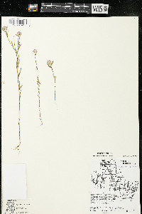 Polygala sanguinea image