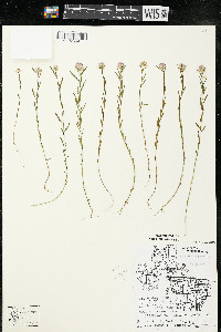 Polygala sanguinea image