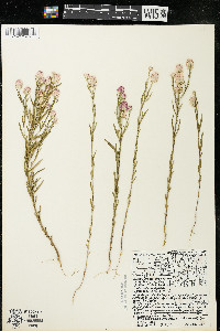 Polygala sanguinea image