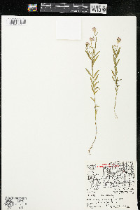 Polygala sanguinea image