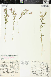 Polygala sanguinea image
