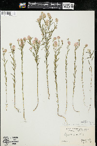 Polygala sanguinea image