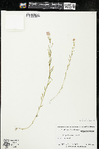 Polygala sanguinea image