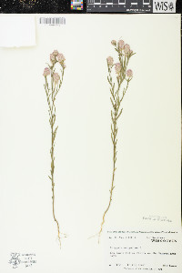 Polygala sanguinea image