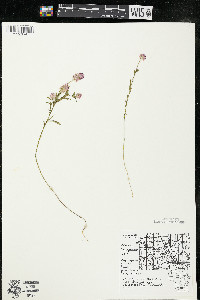 Polygala sanguinea image