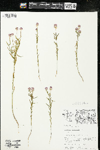 Polygala sanguinea image