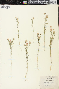 Polygala sanguinea image