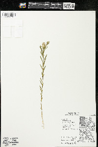 Polygala sanguinea image