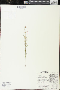Polygala sanguinea image