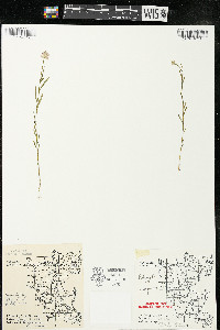 Polygala sanguinea image