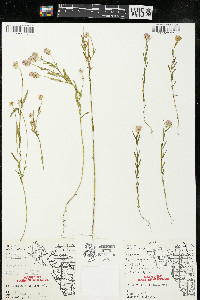 Polygala sanguinea image