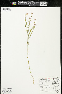 Polygala sanguinea image