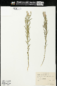 Polygala sanguinea image