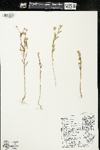 Polygala sanguinea image