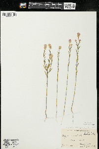 Polygala sanguinea image