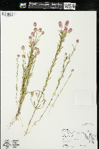 Polygala sanguinea image