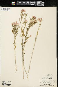 Polygala sanguinea image