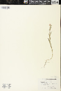 Polygala sanguinea image