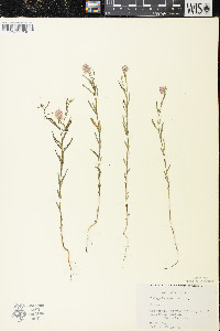 Polygala sanguinea image