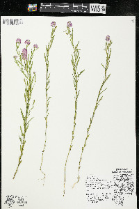 Polygala sanguinea image