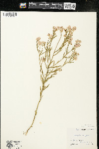 Polygala sanguinea image