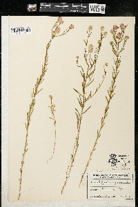 Polygala sanguinea image