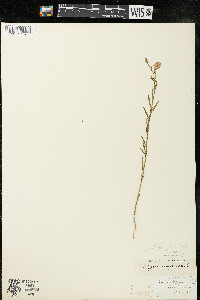 Polygala sanguinea image