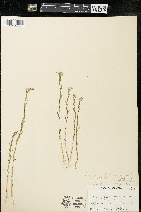 Polygala sanguinea image