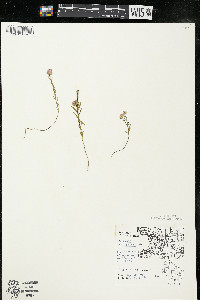 Polygala sanguinea image